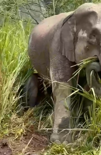 野生动物保护局出动8员营救 坠沟小象与象妈妈团聚啦!