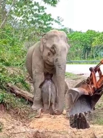 野生动物保护局出动8员营救 坠沟小象与象妈妈团聚啦!