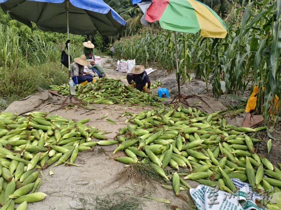 须一早排长龙登记 农民帮工延迟一小时开工