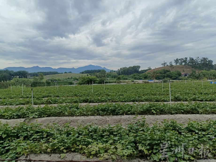 须一早排长龙登记 农民帮工延迟一小时开工