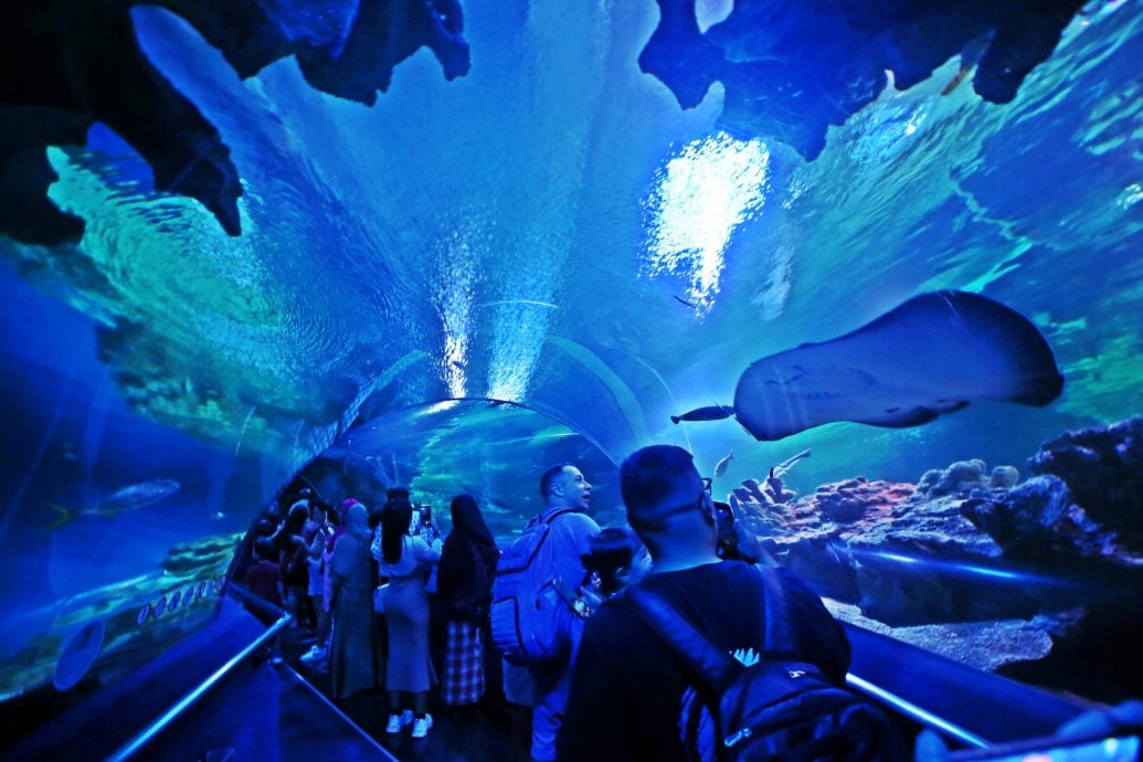 预编26日见报(大都会)半岛心旅游——双峰塔水族馆