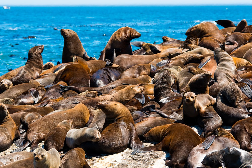 首见海洋哺乳类神秘传染 南非海豹爆染狂犬病