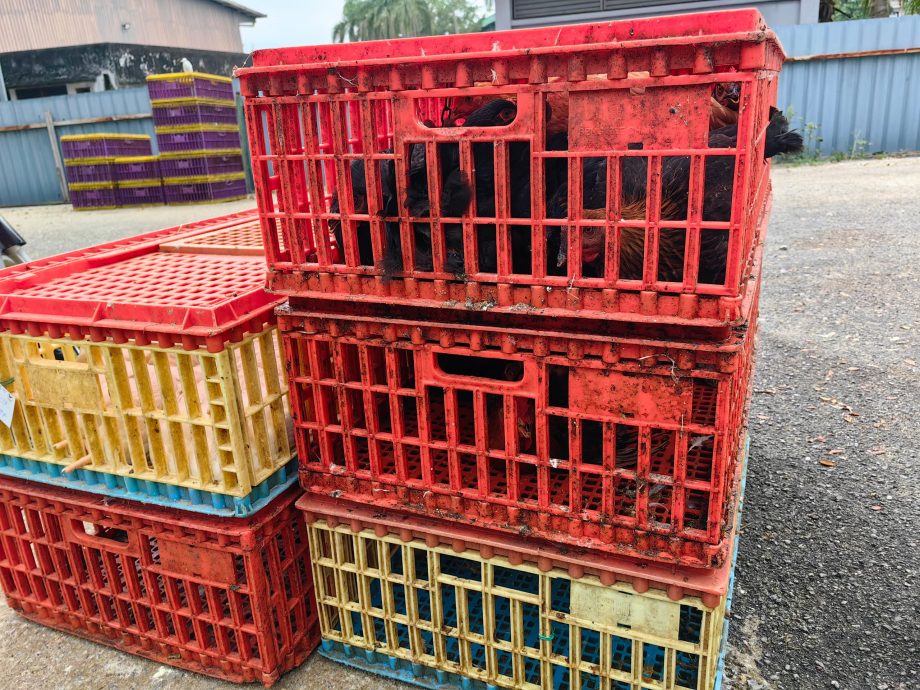 鸡贩留守至最后时刻 华林市宰鸡场明熄灯