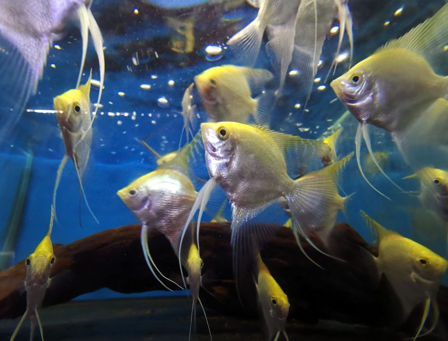 (刊期7月23日)星角摄:绚丽多彩 体态奇特 观赏鱼展现自然之美