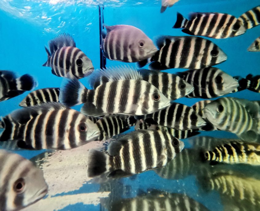 (刊期7月23日)星角摄:绚丽多彩 体态奇特 观赏鱼展现自然之美