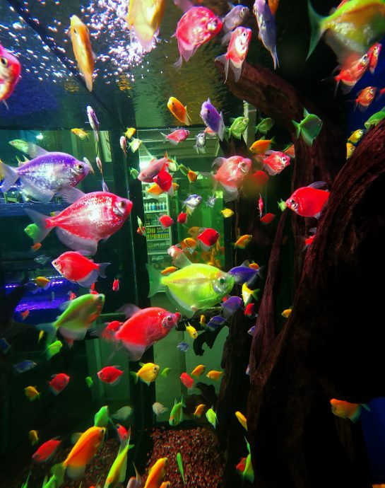 (刊期7月23日)星角摄:绚丽多彩 体态奇特 观赏鱼展现自然之美