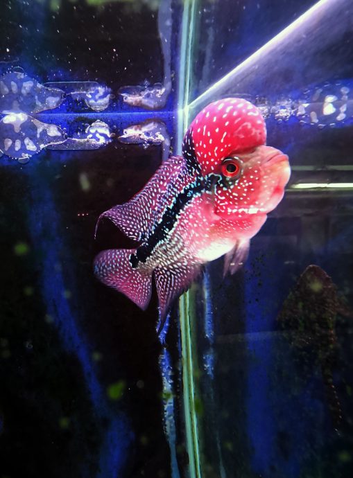 (刊期7月23日)星角摄:绚丽多彩 体态奇特 观赏鱼展现自然之美