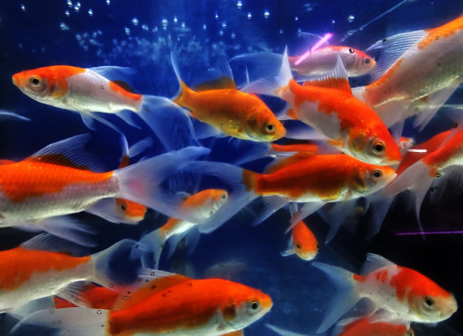 (刊期7月23日)星角摄:绚丽多彩 体态奇特 观赏鱼展现自然之美