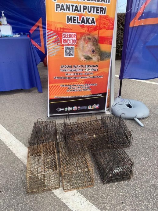 (古城封面主文)市政厅办“灭鼠”行动 每捉一只老鼠换4令吉