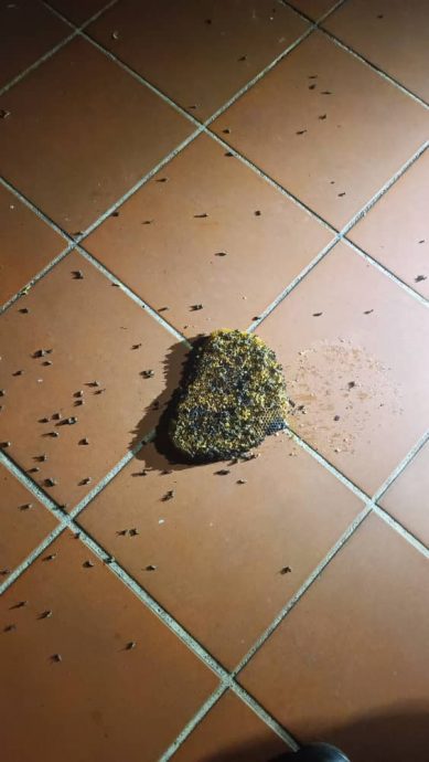 （古城封面副文）世遗公园出现蜜蜂窝，消拯局迅速行动摘除蜜蜂窝