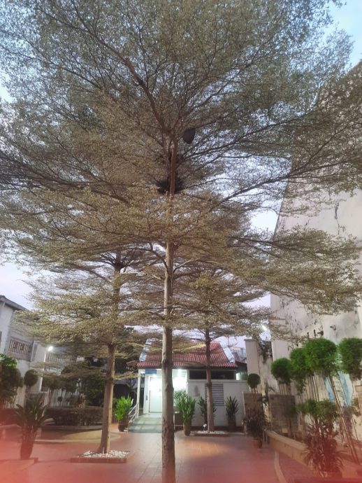 （古城封面副文）世遗公园出现蜜蜂窝，消拯局迅速行动摘除蜜蜂窝