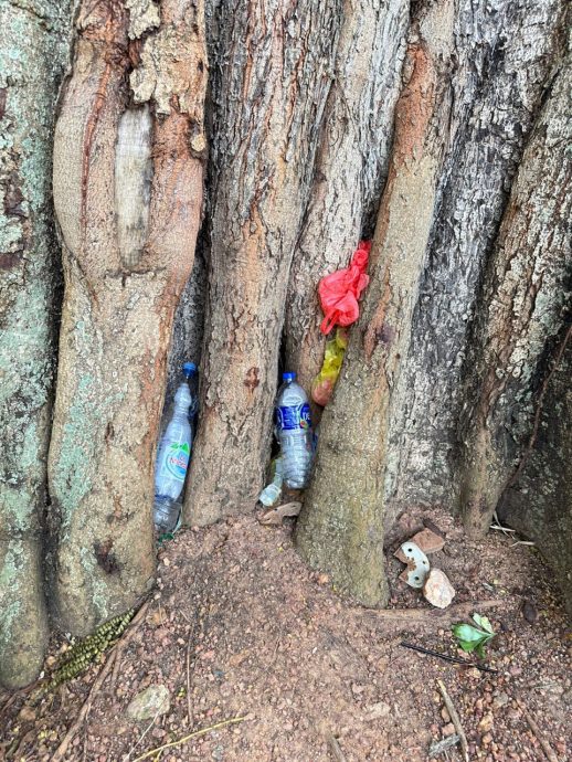 (古城第三版主文)圣保罗山垃圾塞树身 草地留下西瓜皮