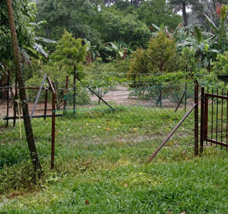 (古城第二版主文)“水果贼”横行阿依沙叻新村