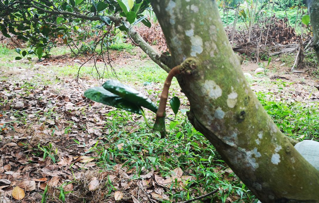 (古城第二版主文)“水果贼”横行阿依沙叻新村