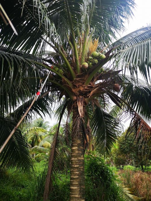 (古城第二版主文)“水果贼”横行阿依沙叻新村