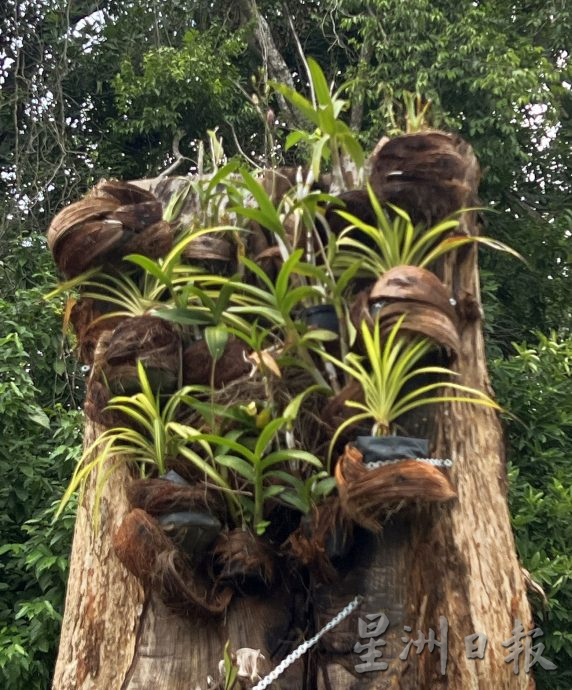 （古城第二版主文）【带你去找爱】：枯木逢春的爱