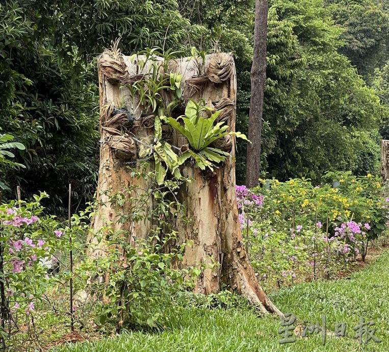 （古城第二版主文）【带你去找爱】：枯木逢春的爱