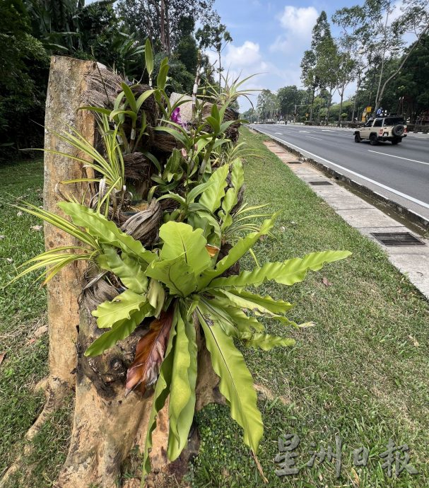 （古城第二版主文）【带你去找爱】：枯木逢春的爱