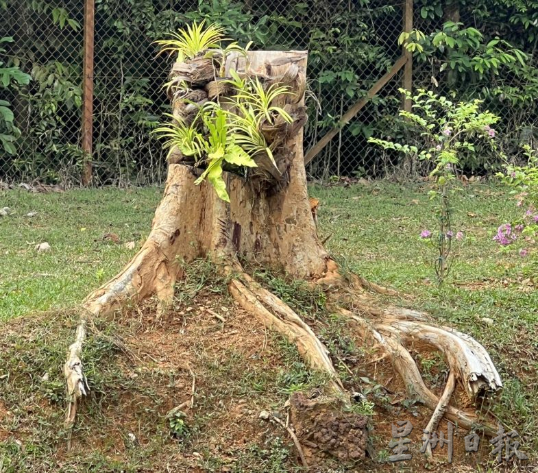 （古城第二版主文）【带你去找爱】：枯木逢春的爱