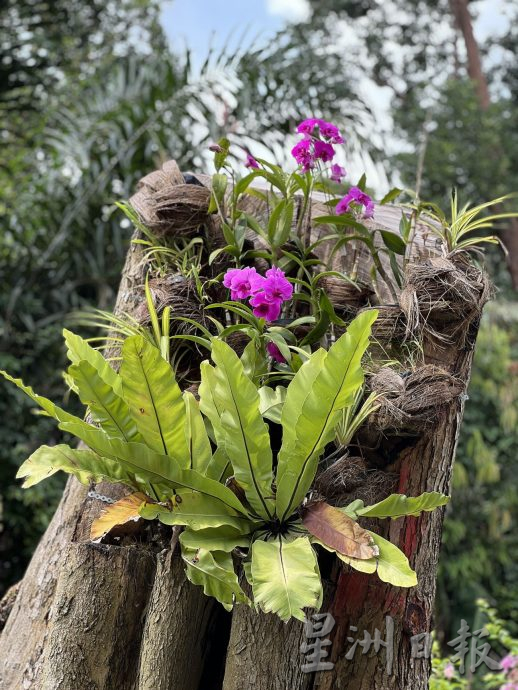 （古城第二版主文）【带你去找爱】：枯木逢春的爱