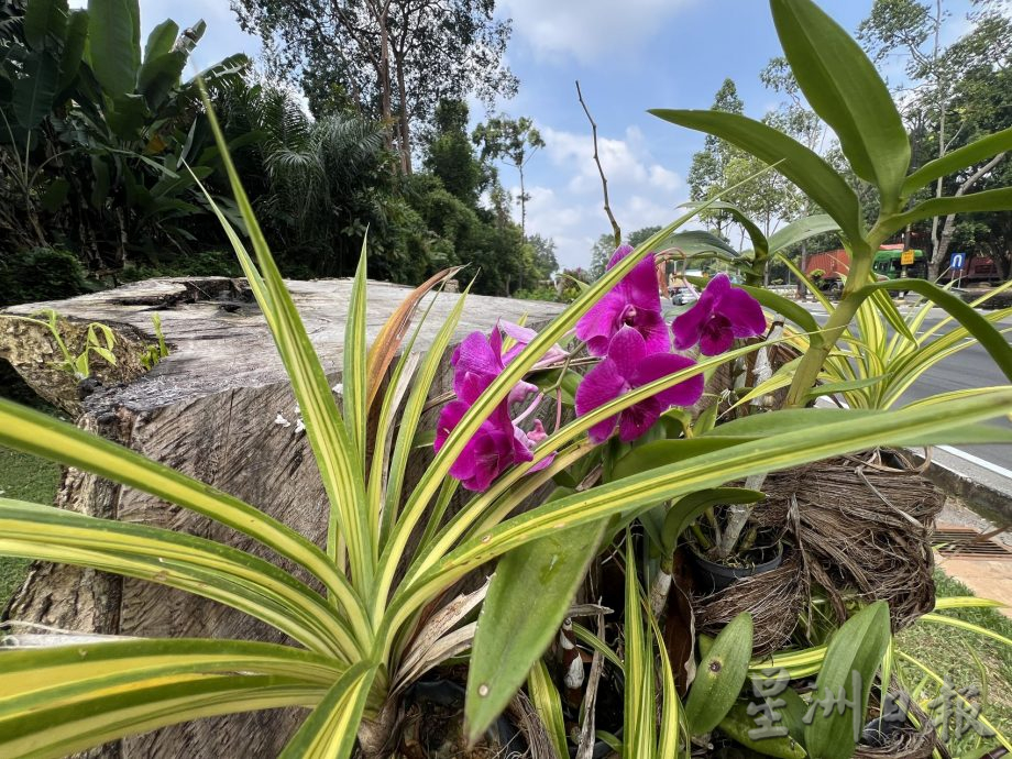 （古城第二版主文）【带你去找爱】：枯木逢春的爱