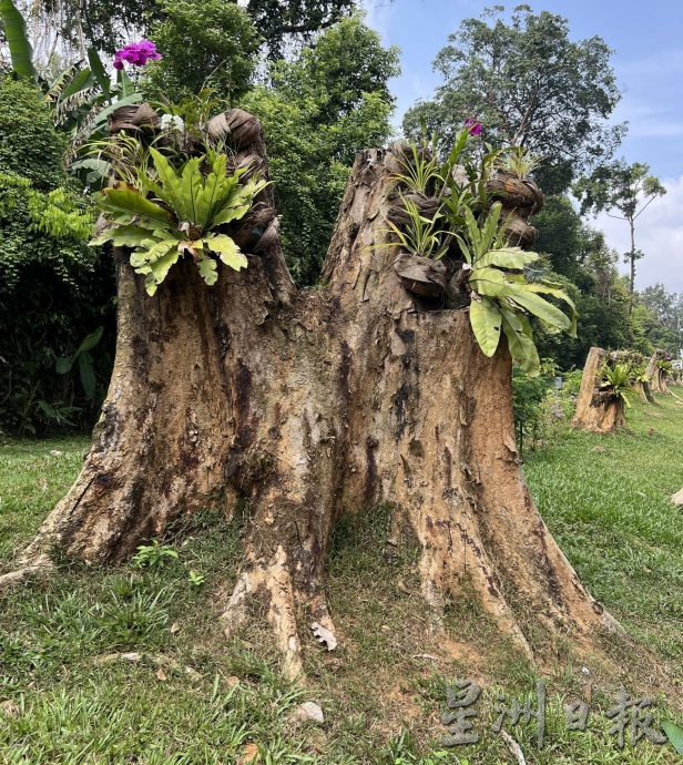 （古城第二版主文）【带你去找爱】：枯木逢春的爱