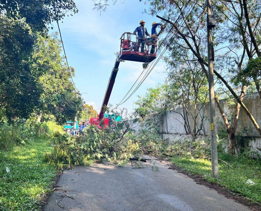 (古城第六版主文)市议会对甘榜江沙清洁活动,修剪枝桠及清除丛林,防止蚊虫滋生及有害动物藏身
