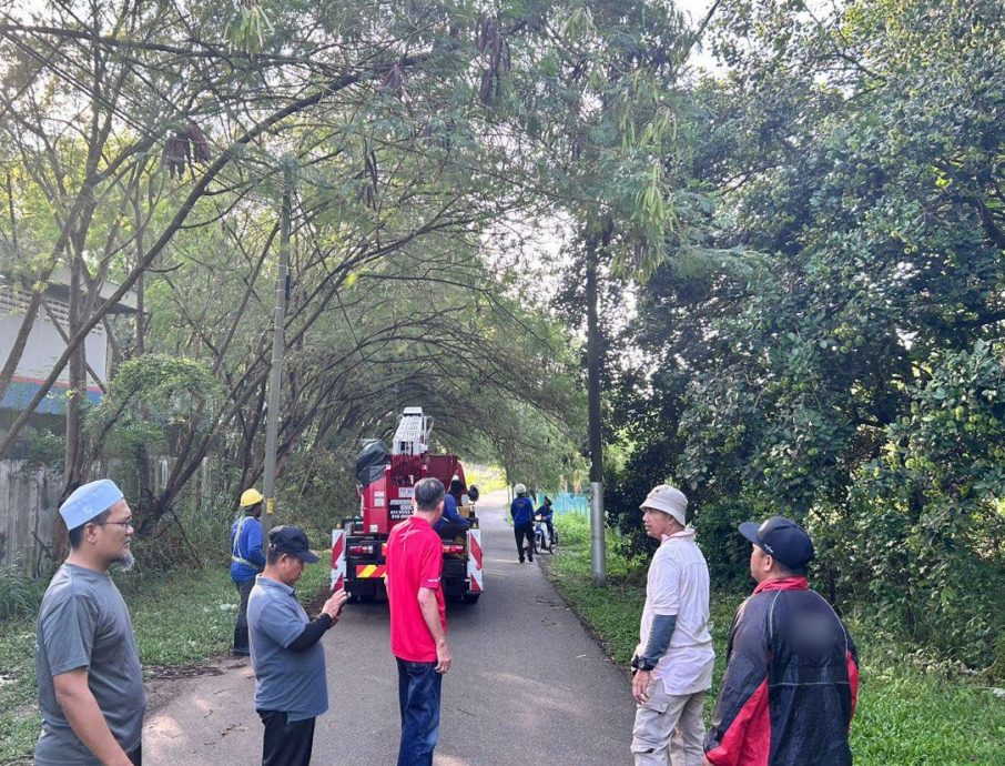 (古城第六版主文)市议会对甘榜江沙清洁活动,修剪枝桠及清除丛林,防止蚊虫滋生及有害动物藏身