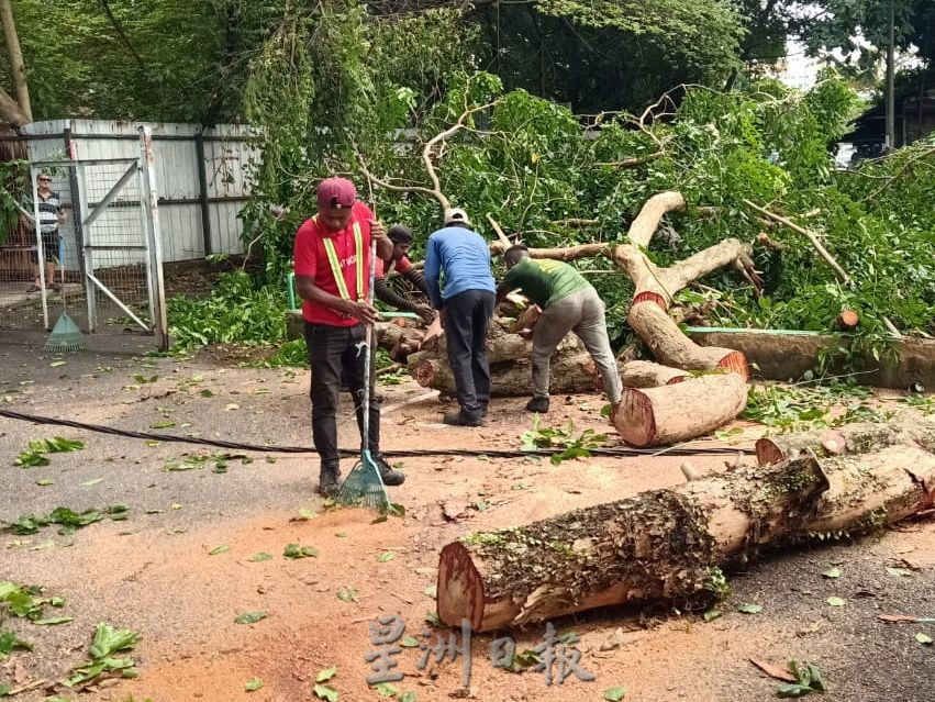 (古城)三宝井百年老树的树杆凌晨风雨中断裂,阻挡去路