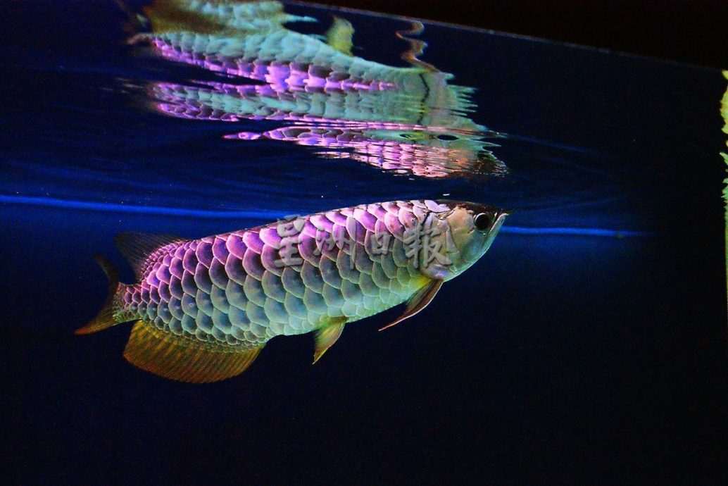 (大北马封面)大马与中国 2龙鱼组织 回放400只金龙鱼入河 为保育献力