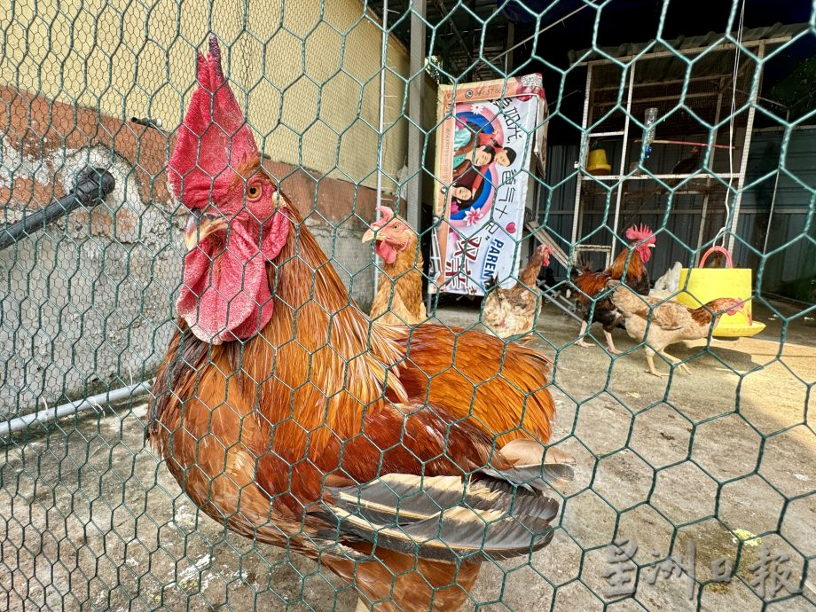 (大北马/绿量)双溪槟榔邻里公园Taman Areca尾端的菜园