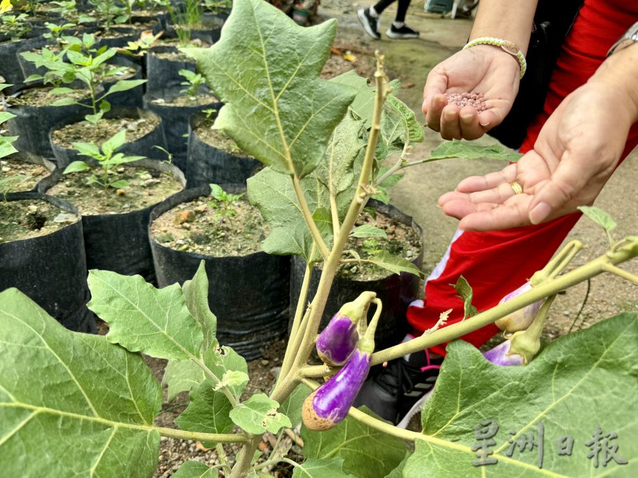 (大北马/绿量)双溪槟榔邻里公园Taman Areca尾端的菜园