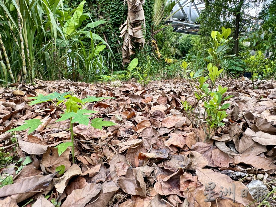 (大北马/绿量)双溪槟榔邻里公园Taman Areca尾端的菜园