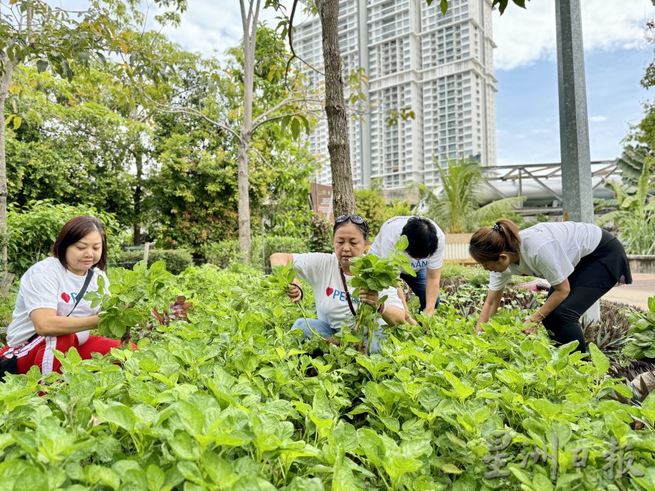 (大北马/绿量)双溪槟榔邻里公园Taman Areca尾端的菜园