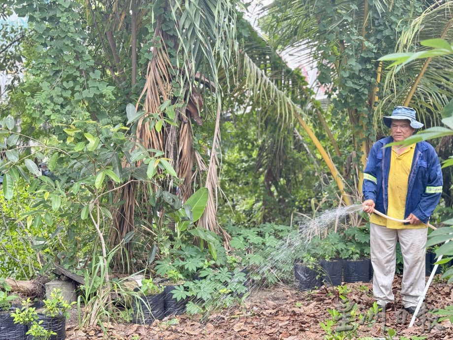 (大北马/绿量)双溪槟榔邻里公园Taman Areca尾端的菜园