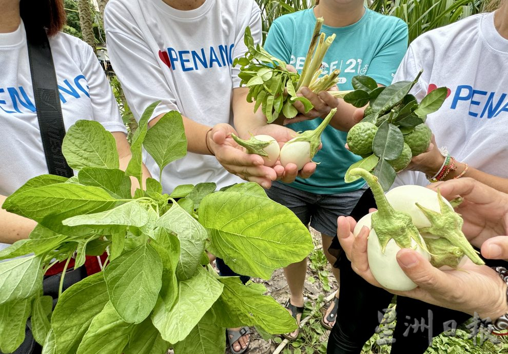 (大北马/绿量)双溪槟榔邻里公园Taman Areca尾端的菜园