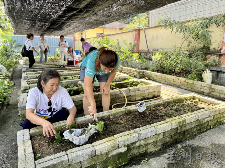 (大北马/绿量)双溪槟榔邻里公园Taman Areca尾端的菜园