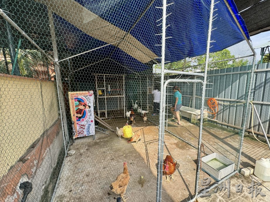 (大北马/绿量)双溪槟榔邻里公园Taman Areca尾端的菜园