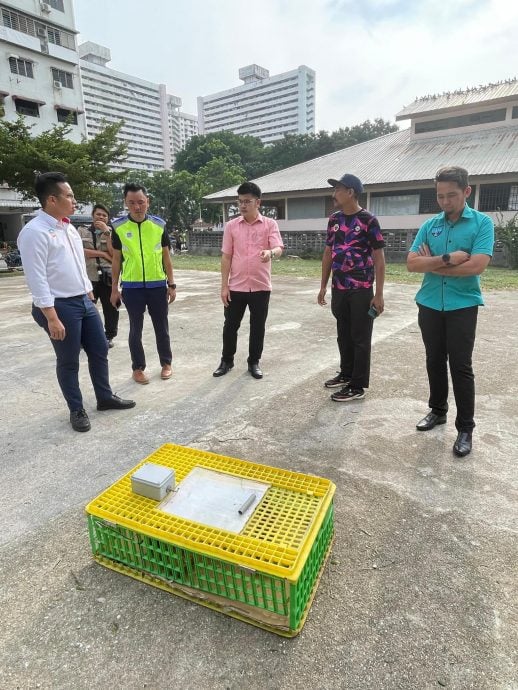 (大北马)2热点鸽子多 市政厅设笼捕捉