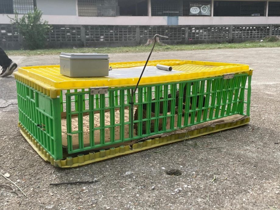 (大北马)2热点鸽子多 市政厅设笼捕捉
