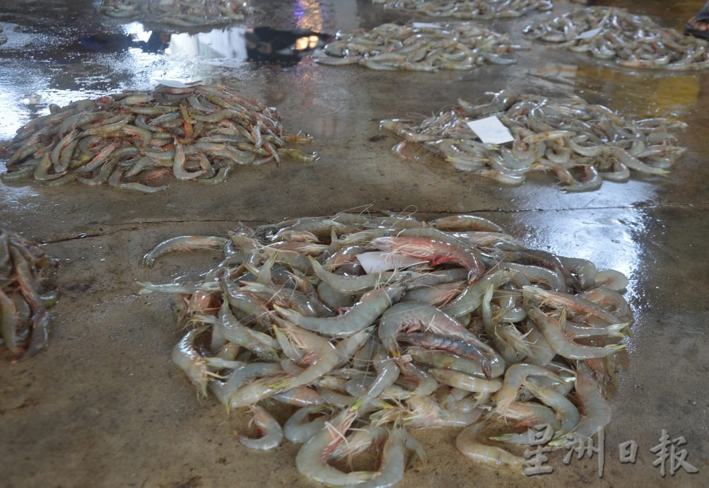 (大北马)高渊港口渔获码头白虾盛产