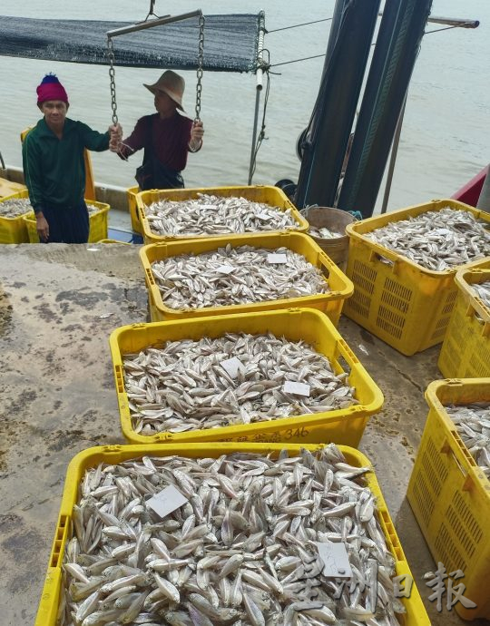 (大北马)高渊港口渔获码头白虾盛产