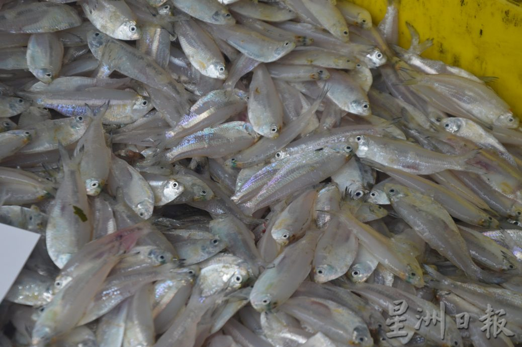 (大北马)高渊港口渔获码头白虾盛产