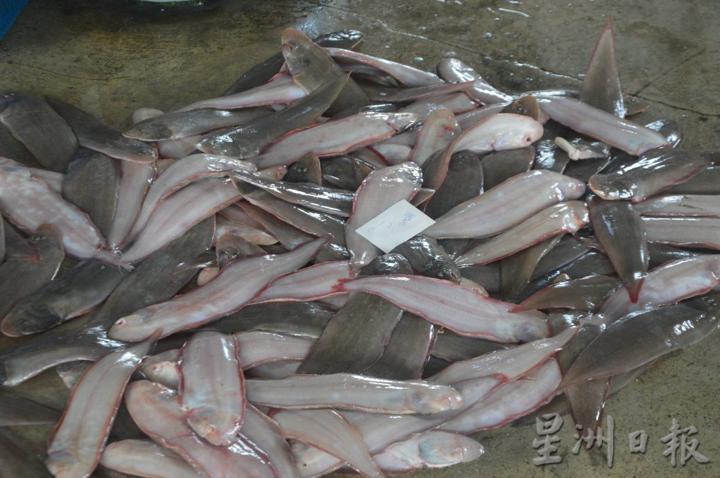 (大北马)高渊港口渔获码头白虾盛产