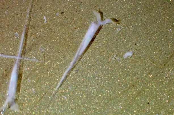 （已签发）全国：林添顺：渔业局17日丰盛港海取样化验，促暂停水上活动