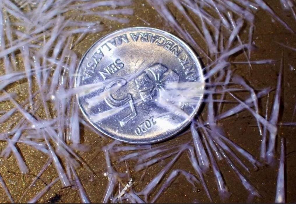 （已签发）全国：林添顺：渔业局17日丰盛港海取样化验，促暂停水上活动