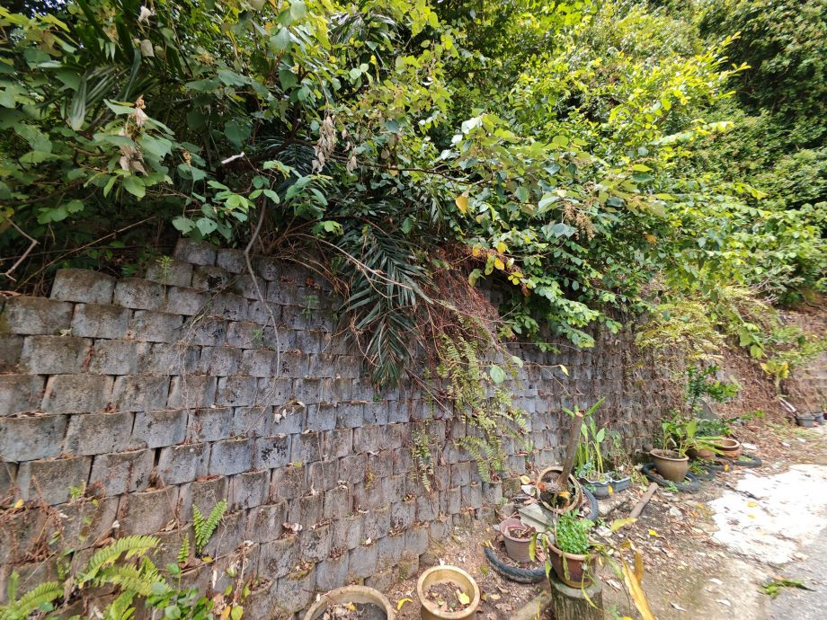 (已签发)柔:民生特工队:峇伏龙山庄山坡“危树”,威胁逾百户居民安全