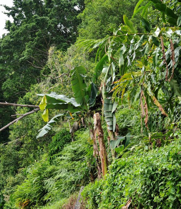 (已签发)柔:民生特工队:峇伏龙山庄山坡“危树”,威胁逾百户居民安全