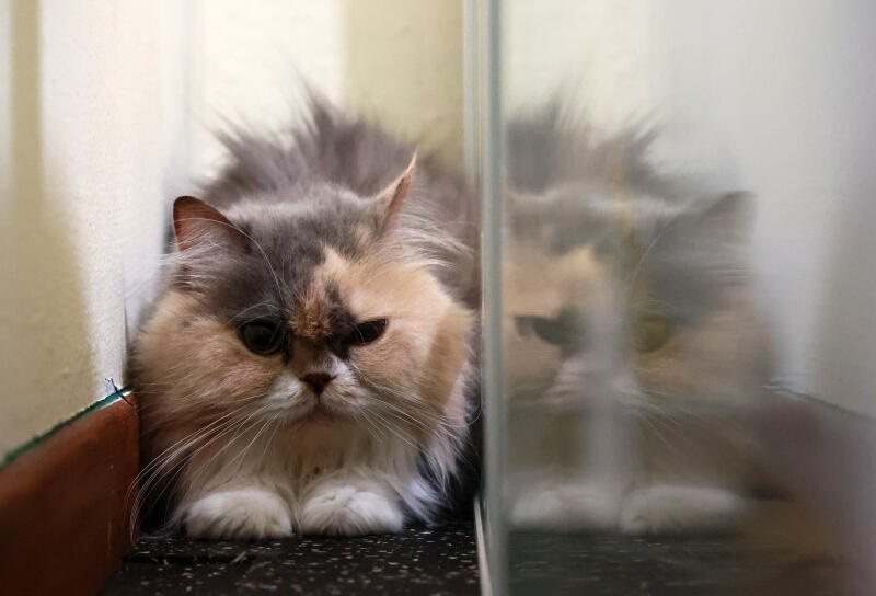 (已签发)柔:狮城二三事:不满爱猫“陪客” 妇女上门“拯救” 惊动警方到场调解