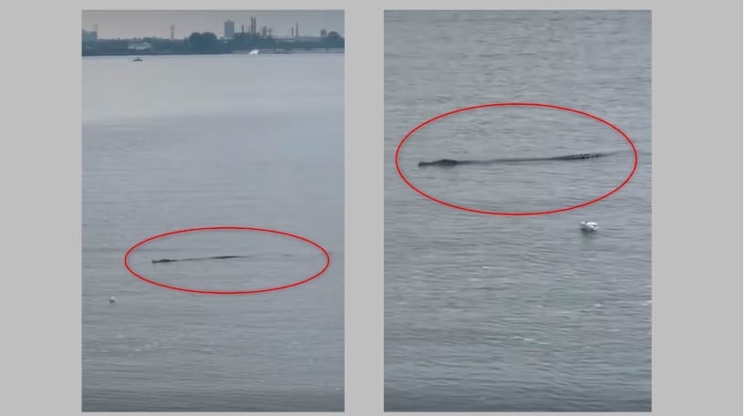 (已签发)柔:狮城二三事:义顺附近发现鳄鱼踪影 水中慢悠悠游着